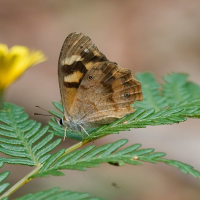 Heteronympha banksii (Banks' Brown) at Namadgi National Park - 5 Apr 2023 by DPRees125