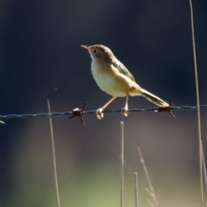 Cisticola exilis at Giralang, ACT - 23 Apr 2023