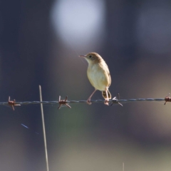 Cisticola exilis at Giralang, ACT - 23 Apr 2023