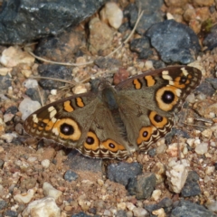 Junonia villida (Meadow Argus) at Coree, ACT - 23 Apr 2023 by MatthewFrawley