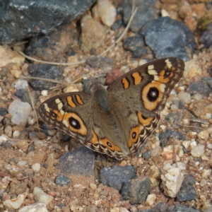 Junonia villida at Coree, ACT - 23 Apr 2023