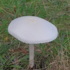 Macrolepiota dolichaula (Macrolepiota dolichaula) at Cotter River, ACT - 10 Apr 2023 by LD12