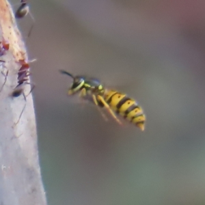 Vespula germanica at Coree, ACT - 23 Apr 2023 01:23 PM