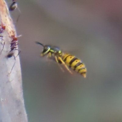 Vespula germanica (European wasp) at Woodstock Nature Reserve - 23 Apr 2023 by MatthewFrawley