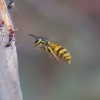 Vespula germanica (European wasp) at Coree, ACT - 23 Apr 2023 by MatthewFrawley