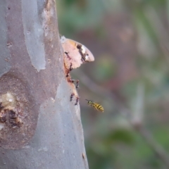 Vespula germanica at Coree, ACT - 23 Apr 2023