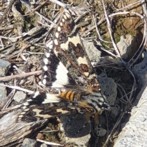 Apina callisto at Molonglo Valley, ACT - 22 Apr 2023