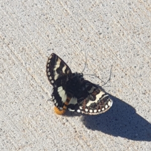 Apina callisto at Molonglo Valley, ACT - 22 Apr 2023