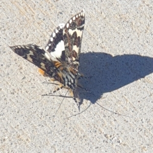 Apina callisto at Molonglo Valley, ACT - 22 Apr 2023