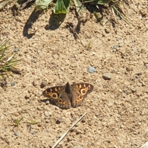 Junonia villida at Molonglo Valley, ACT - 22 Apr 2023 12:30 PM