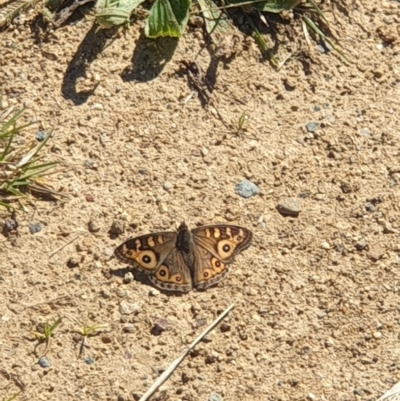 Junonia villida (Meadow Argus) at Molonglo Valley, ACT - 22 Apr 2023 by LD12