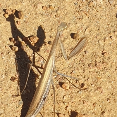 Tenodera australasiae at Namarag NR - 22 Apr 2023 by LD12