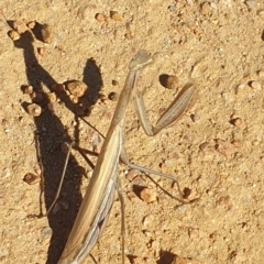 Mantis octospilota at Molonglo Valley, ACT - 22 Apr 2023 by LD12