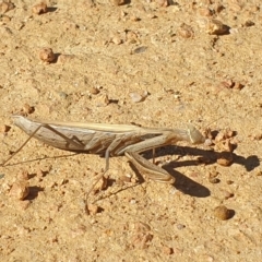 Mantis octospilota at Molonglo Valley, ACT - 22 Apr 2023 01:10 PM