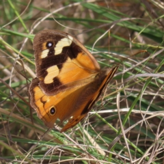 Heteronympha merope (Common Brown Butterfly) at Coree, ACT - 23 Apr 2023 by MatthewFrawley