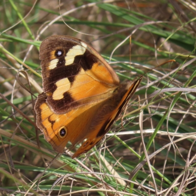 Heteronympha merope (Common Brown Butterfly) at Coree, ACT - 23 Apr 2023 by MatthewFrawley