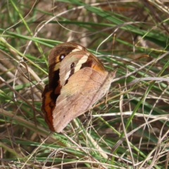 Heteronympha merope at Coree, ACT - 23 Apr 2023 01:29 PM