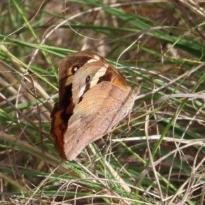 Heteronympha merope at Coree, ACT - 23 Apr 2023 01:29 PM