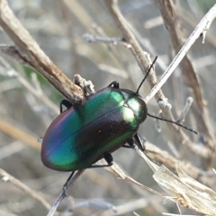Chalcopteroides sp. (genus) (Rainbow darkling beetle) at Tidbinbilla Nature Reserve - 23 Apr 2023 by LD12