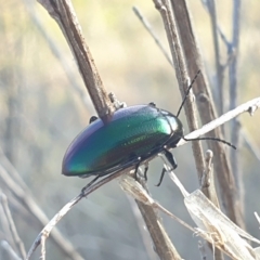 Chalcopteroides columbinus at Paddys River, ACT - 23 Apr 2023