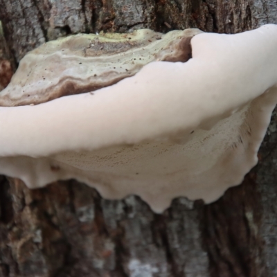 Unidentified Fungus at Mongarlowe River - 23 Apr 2023 by LisaH