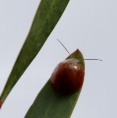 Paropsisterna sp. (genus) (A leaf beetle) at Mongarlowe River - 23 Apr 2023 by LisaH