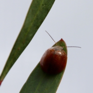 Paropsisterna sp. (genus) at Mongarlowe, NSW - suppressed