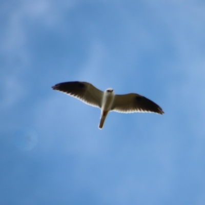 Elanus axillaris (Black-shouldered Kite) at QPRC LGA - 23 Apr 2023 by LisaH