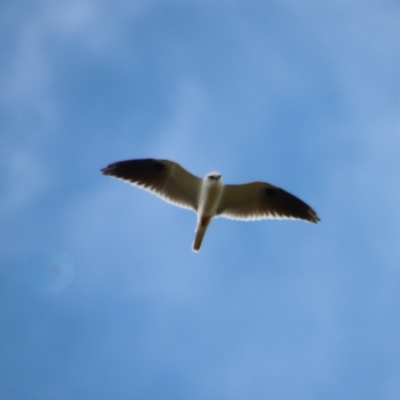 Elanus axillaris (Black-shouldered Kite) at Braidwood, NSW - 23 Apr 2023 by LisaH