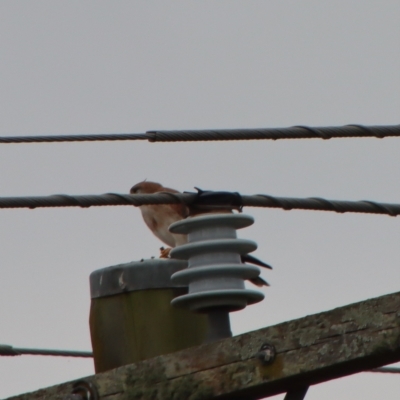 Falco cenchroides (Nankeen Kestrel) at QPRC LGA - 23 Apr 2023 by LisaH