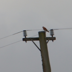 Falco cenchroides at Braidwood, NSW - suppressed