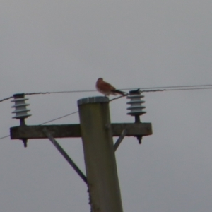 Falco cenchroides at Braidwood, NSW - suppressed