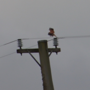 Falco cenchroides at Braidwood, NSW - 23 Apr 2023