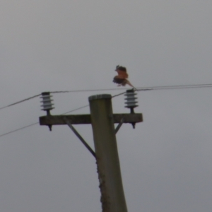 Falco cenchroides at Braidwood, NSW - suppressed