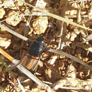 Teleogryllus commodus at Molonglo Valley, ACT - 22 Apr 2023