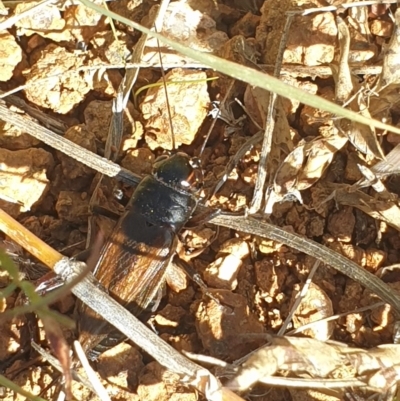Teleogryllus commodus (Black Field Cricket) at Molonglo Valley, ACT - 22 Apr 2023 by LD12
