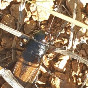 Teleogryllus commodus at Molonglo Valley, ACT - 22 Apr 2023