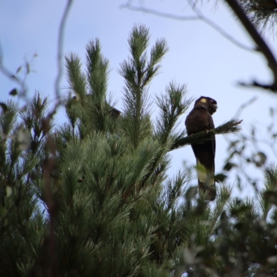 Zanda funerea (Yellow-tailed Black-Cockatoo) at Mongarlowe River - 23 Apr 2023 by LisaH