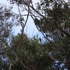 Zanda funerea at Mongarlowe, NSW - suppressed