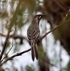 Anthochaera carunculata (Red Wattlebird) at QPRC LGA - 23 Apr 2023 by LisaH