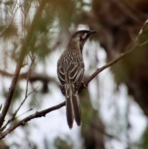 Anthochaera carunculata at Mongarlowe, NSW - suppressed