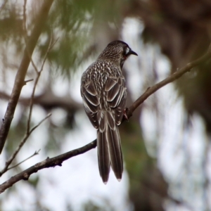 Anthochaera carunculata at Mongarlowe, NSW - 23 Apr 2023