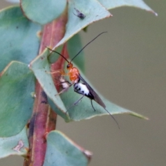Braconidae (family) (Unidentified braconid wasp) at Mongarlowe, NSW - 23 Apr 2023 by LisaH