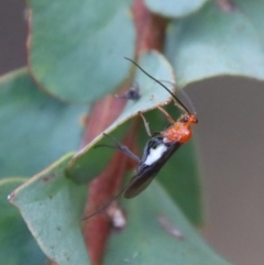 Braconidae (family) at Mongarlowe, NSW - 23 Apr 2023