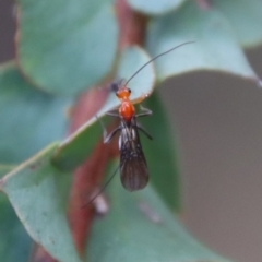 Braconidae (family) at Mongarlowe, NSW - 23 Apr 2023