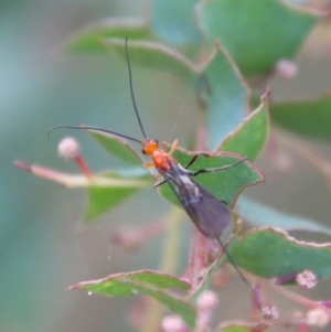 Braconidae (family) at Mongarlowe, NSW - suppressed