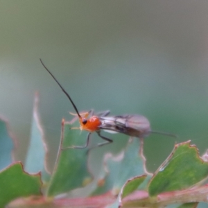 Braconidae (family) at Mongarlowe, NSW - suppressed