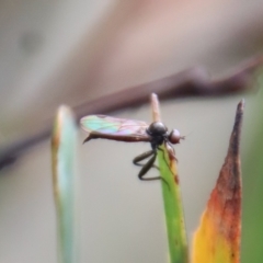 Empididae sp. (family) (Dance fly) at Mongarlowe River - 23 Apr 2023 by LisaH