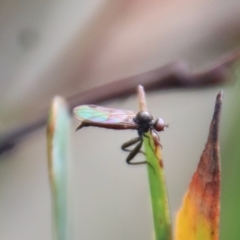 Empididae (family) (Dance fly) at Mongarlowe, NSW - 23 Apr 2023 by LisaH