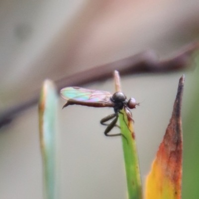 Empididae (family) (Dance fly) at Mongarlowe, NSW - 23 Apr 2023 by LisaH